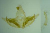 Depressaria incognitella