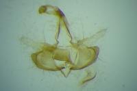 Coleophora mayrella