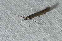 Coleophora mayrella