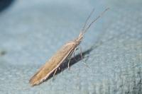 Coleophora sisteronica