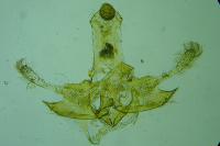 Coleophora sisteronica