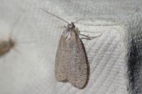 Isotrias stramentana