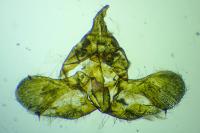 Isotrias stramentana