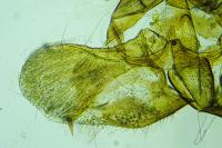 Isotrias stramentana
