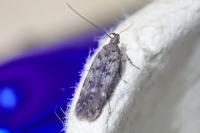 Prolita solutella