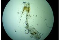 Prolita solutella