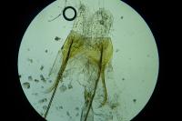 Prolita solutella