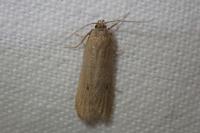 Deroxena venosulella