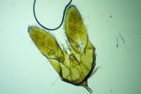 Deroxena venosulella
