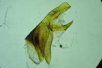 Deroxena venosulella