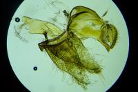 Pleurota proteella