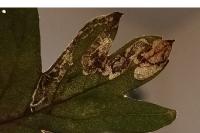 Stigmella oxyacanthella