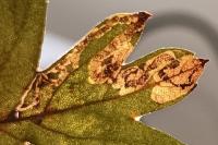 Stigmella oxyacanthella