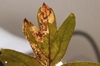 Stigmella oxyacanthella