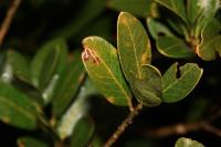 Rosetea rosetella