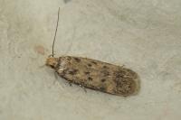 Bryotropha gallurella