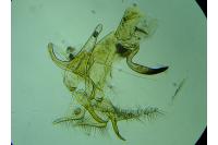 Bryotropha gallurella
