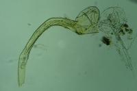 Bryotropha gallurella