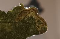 Stigmella