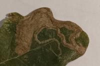 Stigmella