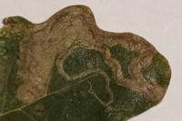 Stigmella