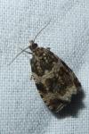Celypha lacunana