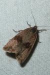 Celypha striana