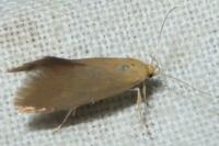 Crassa tinctella