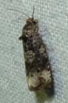 Endothenia