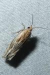 Eucosma gr. cana