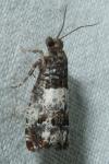 Notocelia trimaculana