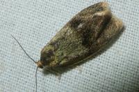 Ptycholoma lecheana