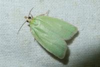 Tortrix viridana