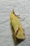 Agapeta hamana