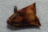 Archips podana