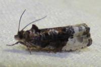 Hedya nubiferana