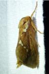 Korscheltellus lupulinus