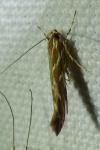 Pyroderces argyrogrammos