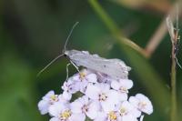 Acompsia tripunctella