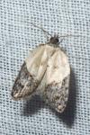 Acleris variegana