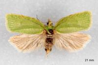 Tortrix viridana