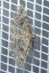 Alucita hexadactyla