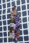 Ancylis achatana
