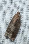 Ancylis achatana