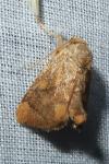 Apoda limacodes