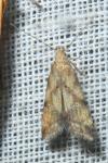 Brachmia blandella