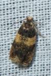 Celypha aurofasciana
