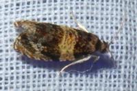 Celypha aurofasciana