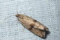 Celypha striana