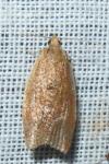 Clepsis consimilana